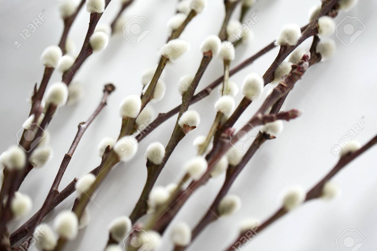 close up of pussy willow branches on white
