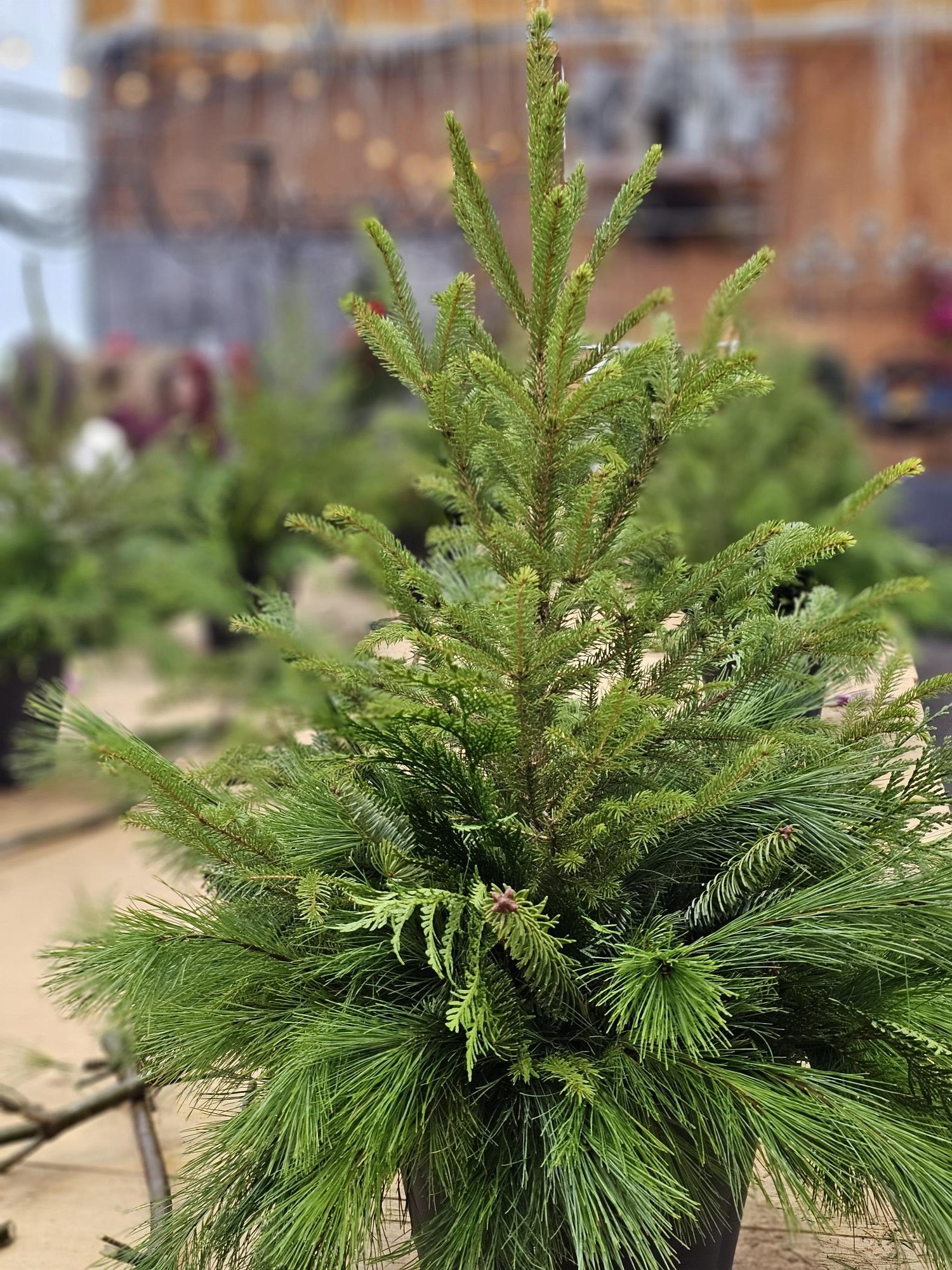 Workshop: O'Christmas Tree Evergreen Arrangement - Image 2