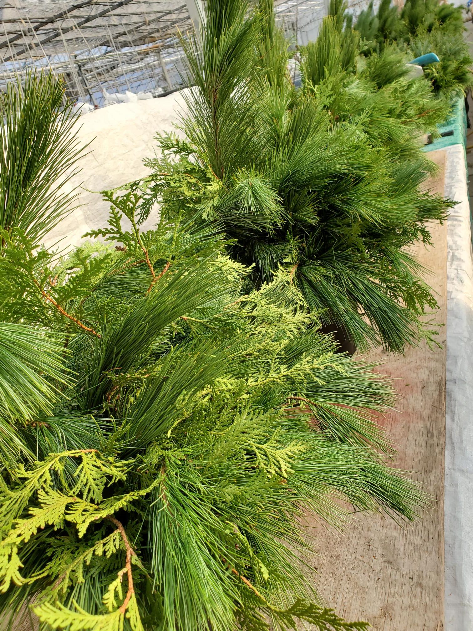 Workshop: Traditional Evergreen Arrangement - Image 3
