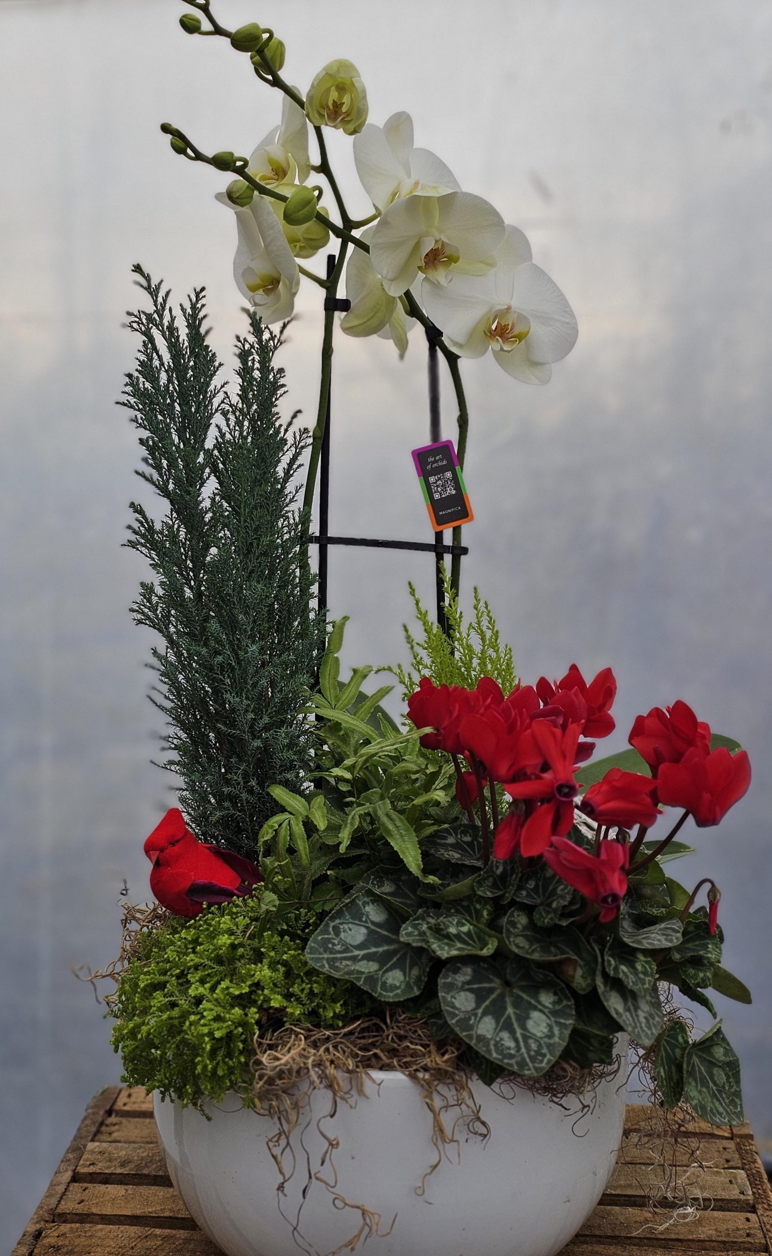 Workshop: Orchid Elegance