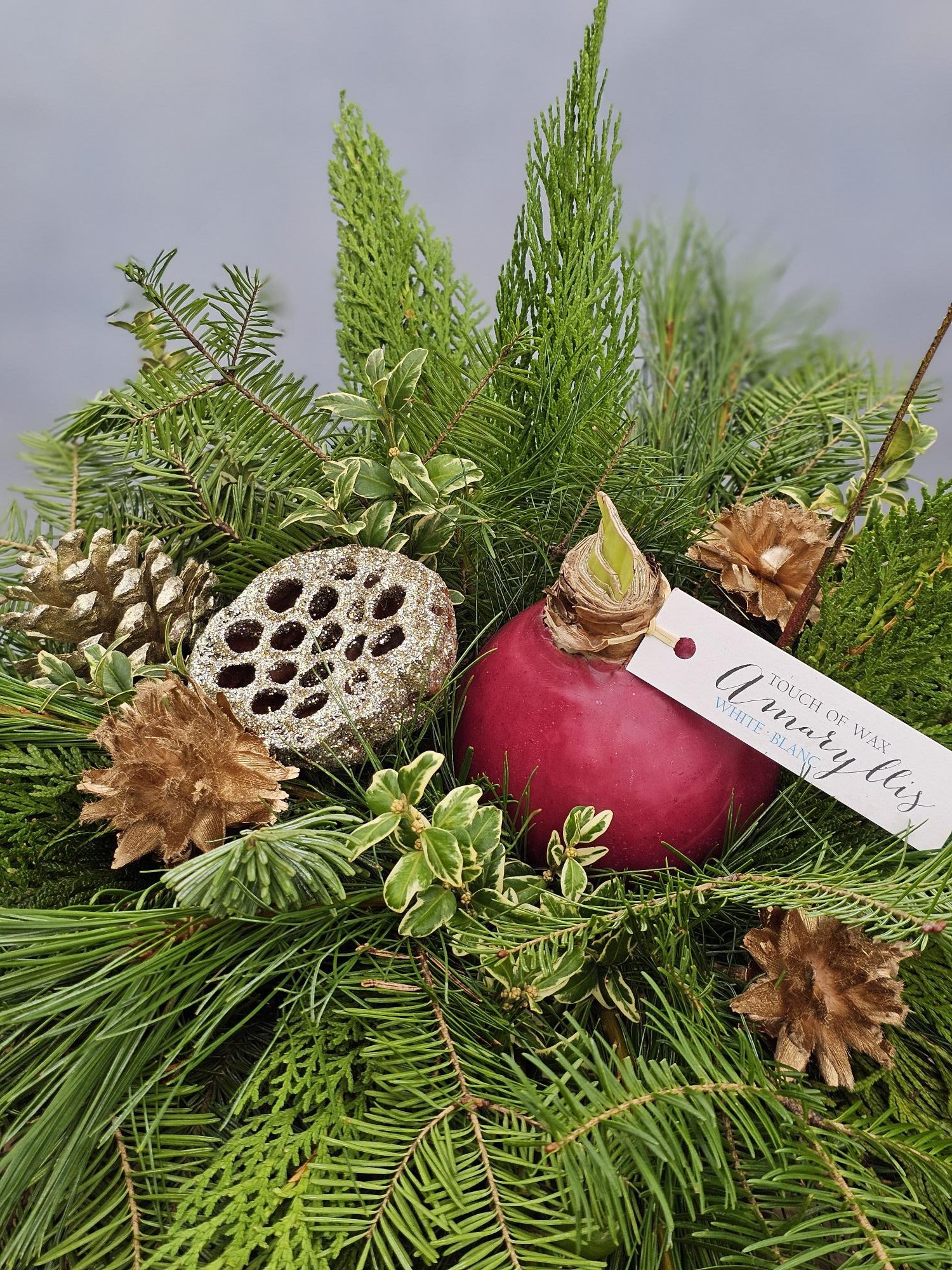 Workshop: ...and an Amaryllis in a Tree