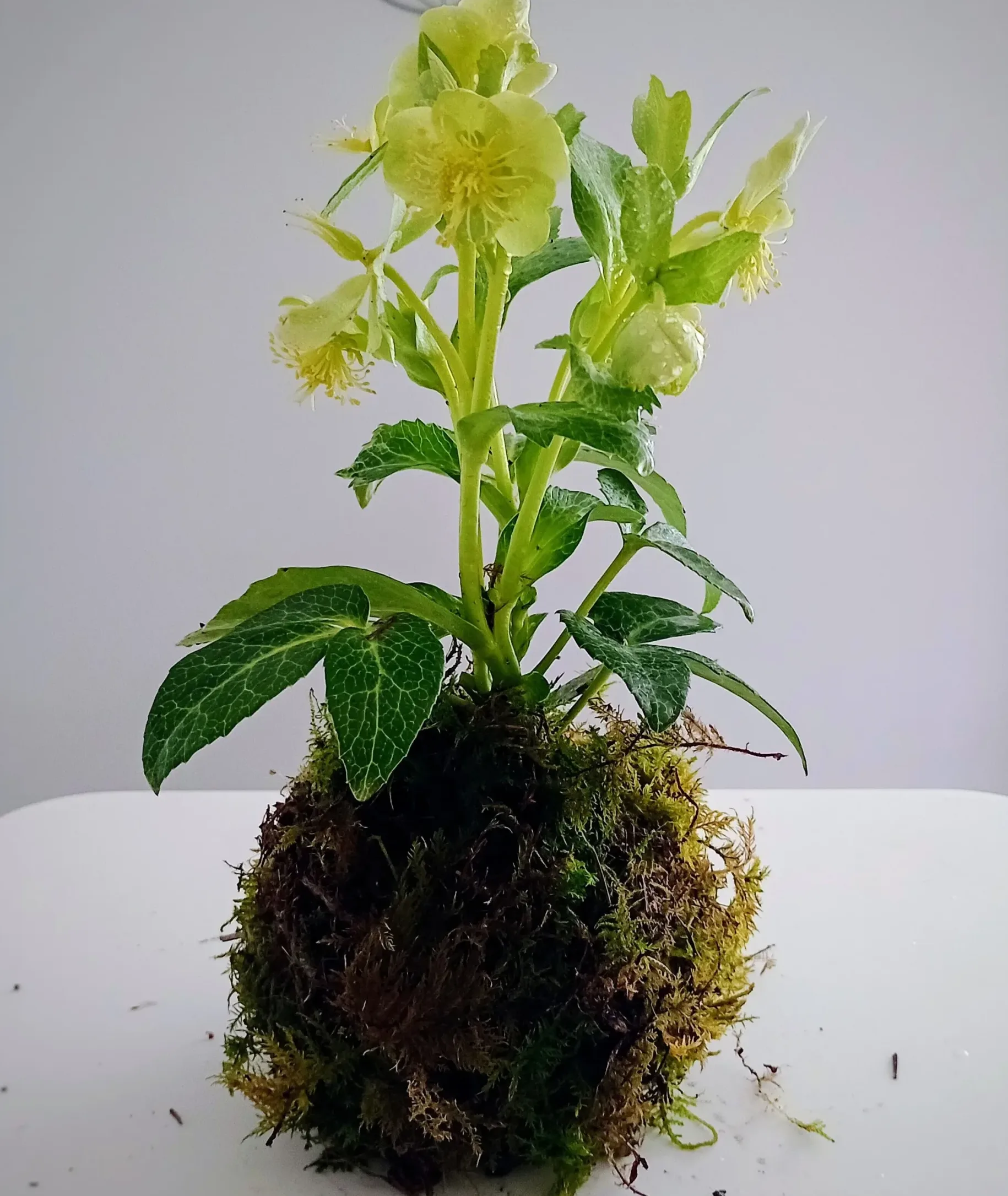 helleborekokedama
